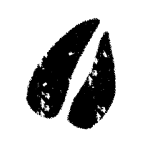 Hoof_Print