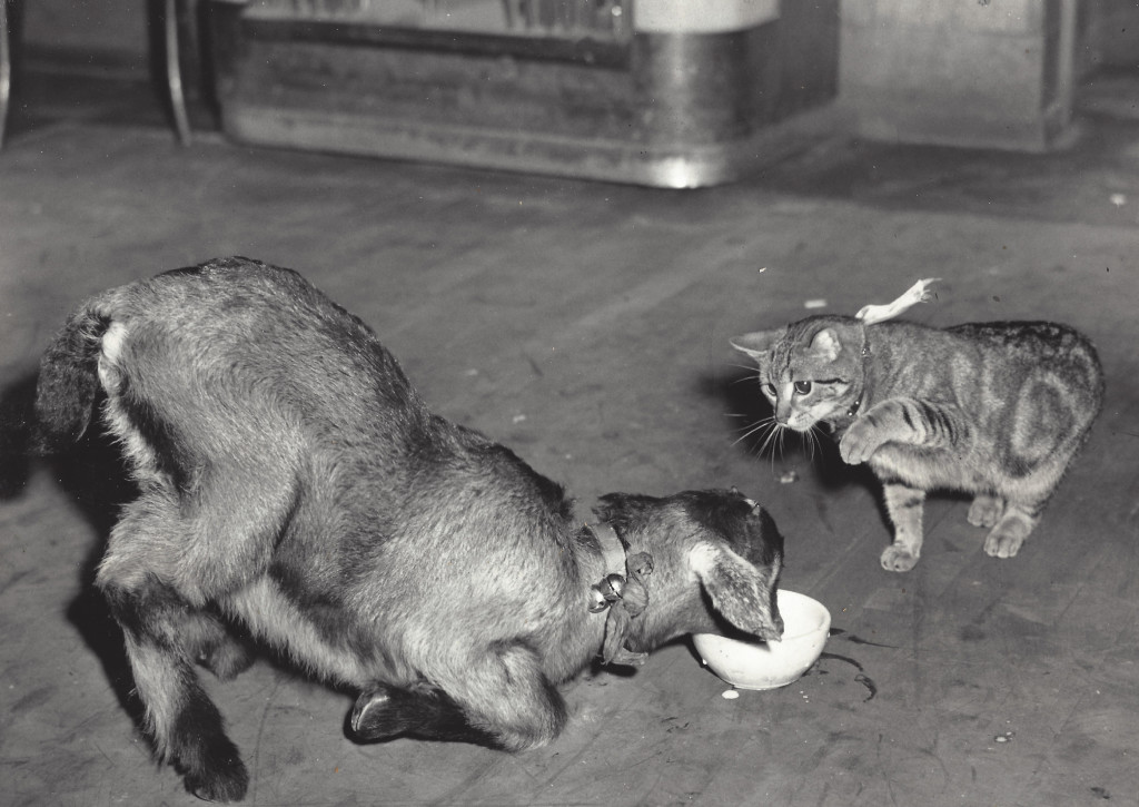 Goat-and-Cat-drinking-milk
