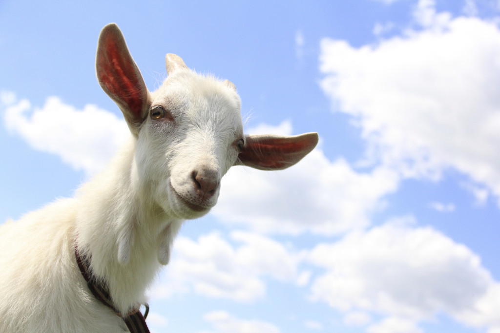 Goat