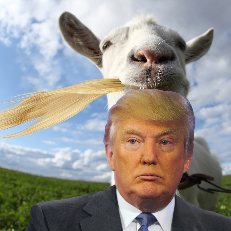Portrait of a goat eating a grass on a green meadow