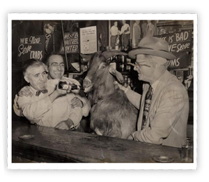 goat-drinking-beer